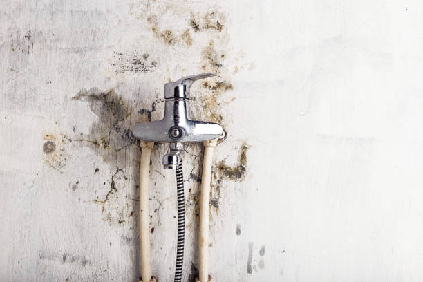 Professional Mold Removal in South Woodstock, CT