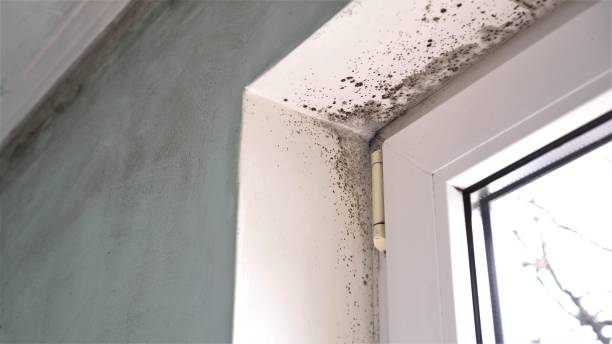 Best Best Mold Removal Companies  in South Woodstock, CT