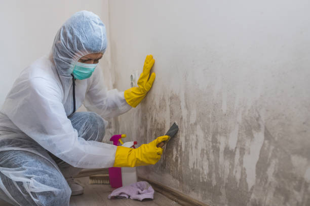 Best Affordable Mold Removal  in South Woodstock, CT
