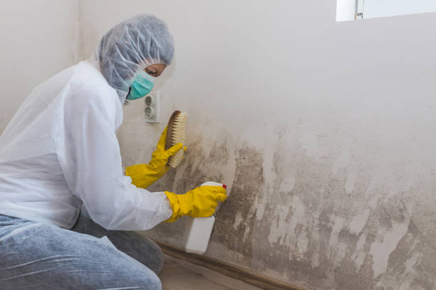 Best Same-Day Mold Removal  in South Woodstock, CT