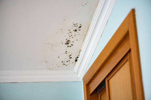 Best Fast Mold Removal  in South Woodstock, CT