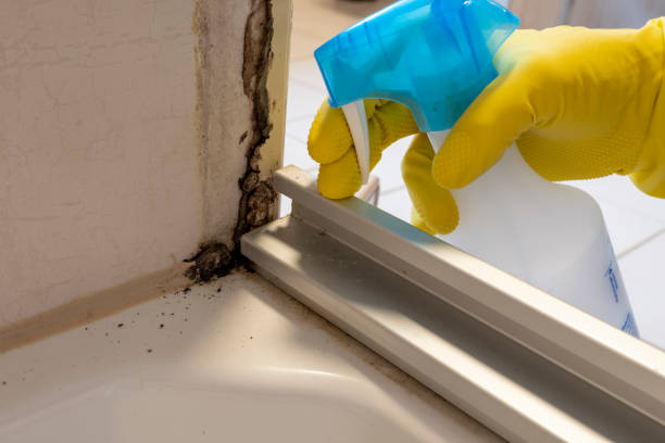 Best Black Mold Removal  in South Woodstock, CT