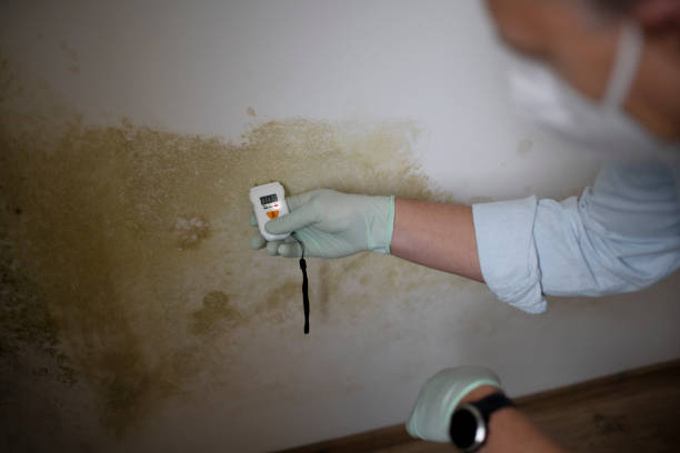 Best Mold Damage Repair  in South Woodstock, CT