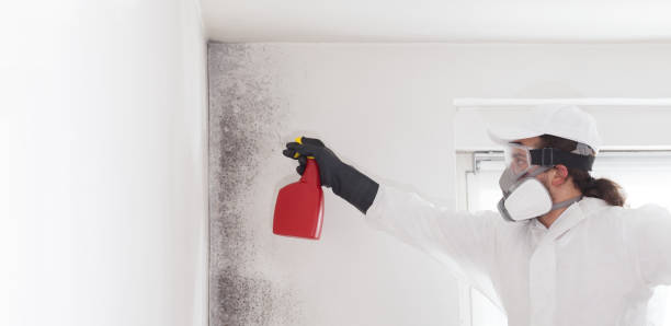 Best Mold Removal Near Me  in South Woodstock, CT
