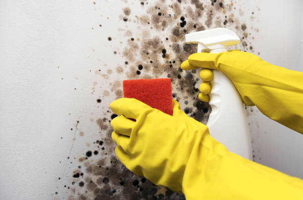 Best Emergency Mold Removal  in South Woodstock, CT