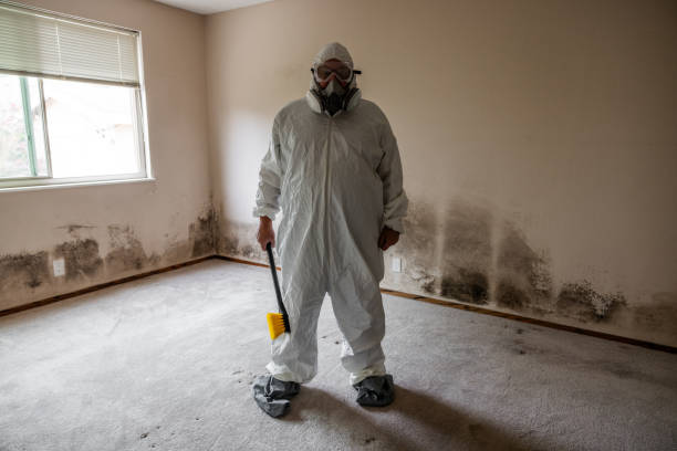 Best Office Mold Removal Services  in South Woodstock, CT